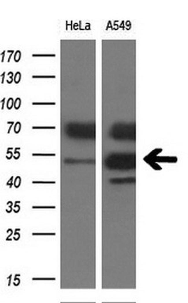 TDO2 Antibody in Western Blot (WB)