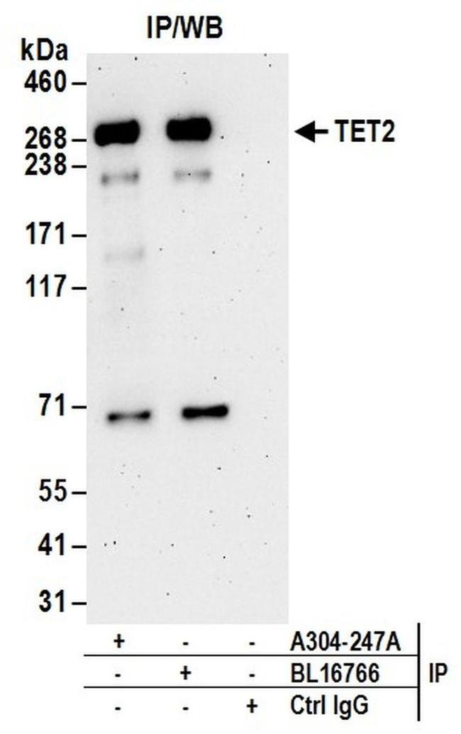 TET2 Antibody in Western Blot (WB)