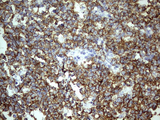 TET3 Antibody in Immunohistochemistry (Paraffin) (IHC (P))