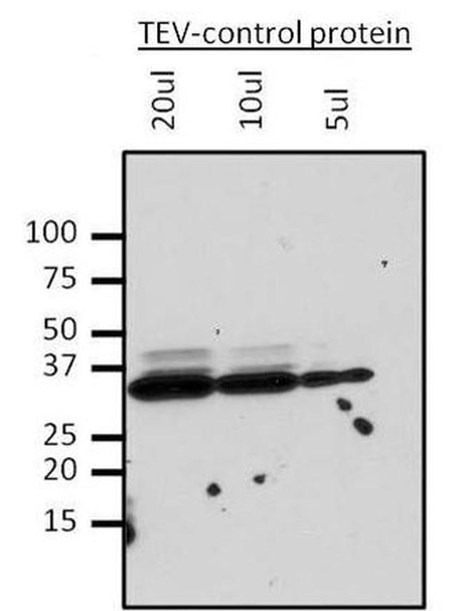 TEV Cleavage Site Antibody in Western Blot (WB)