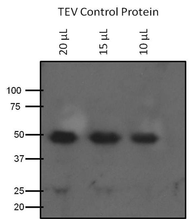 TEV Cleavage Site Antibody in Western Blot (WB)