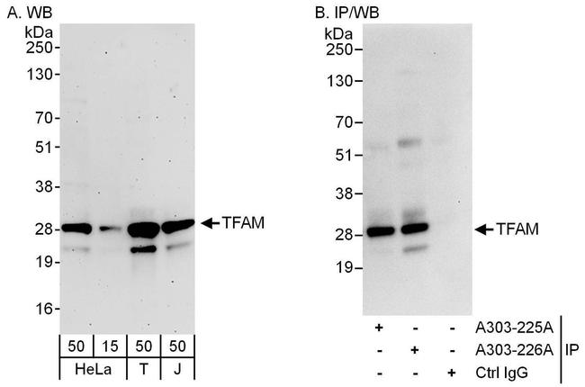 TFAM Antibody in Western Blot (WB)