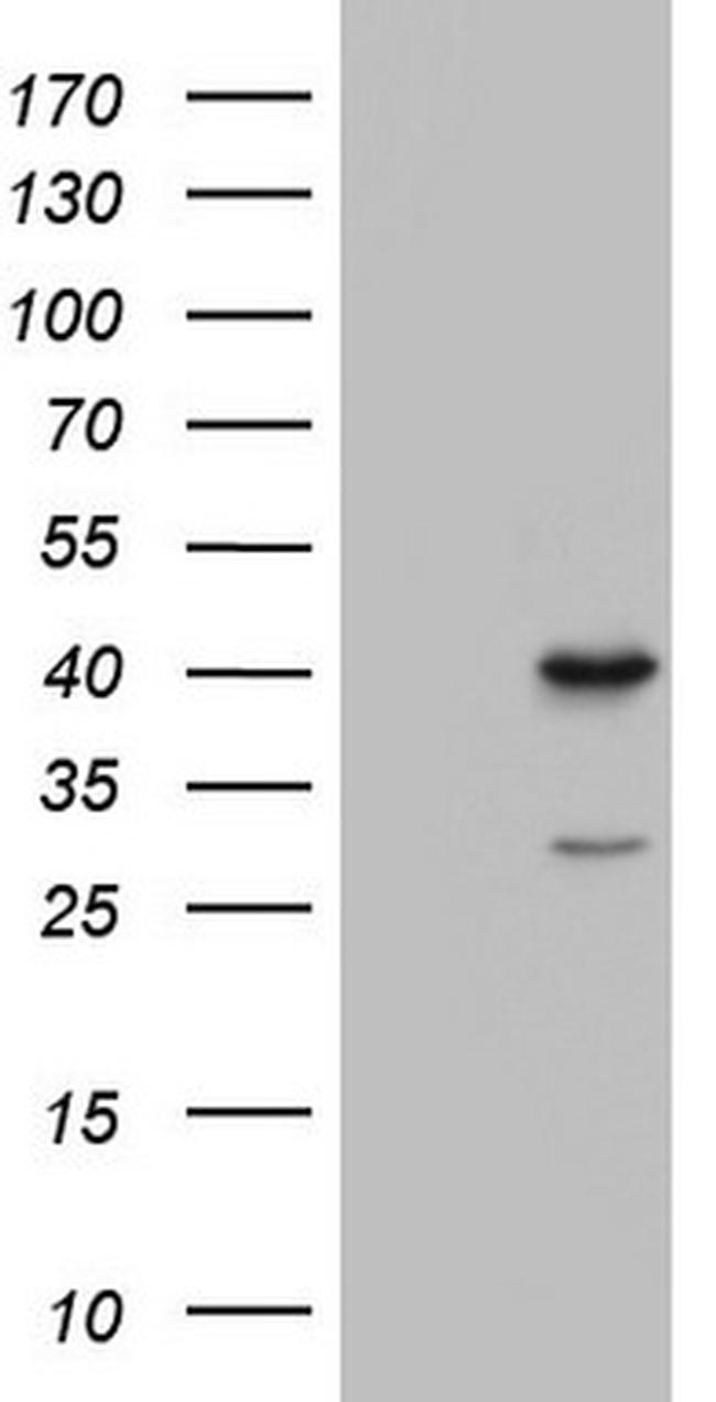 TFB1M Antibody in Western Blot (WB)