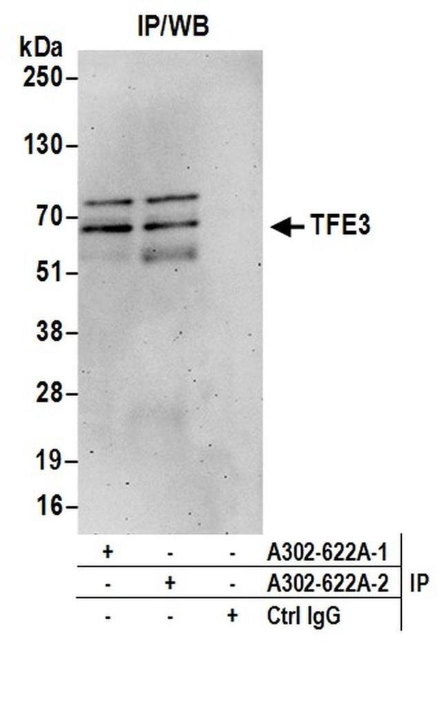 TFE3 Antibody in Western Blot (WB)