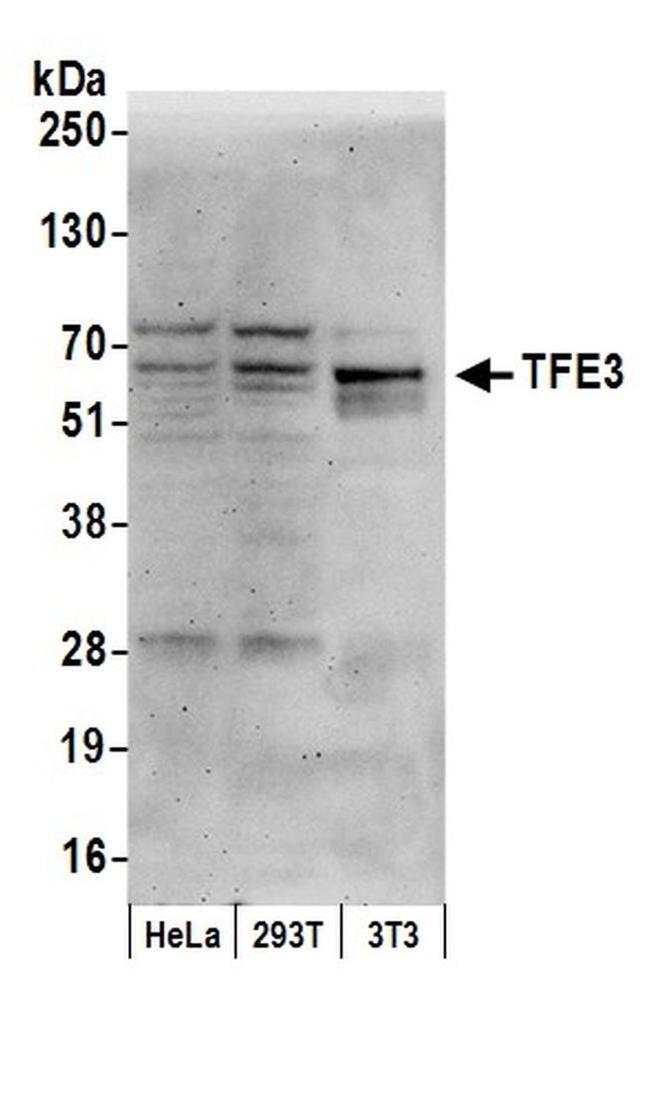 TFE3 Antibody in Western Blot (WB)