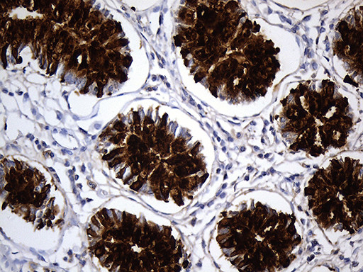 TFF3 Antibody in Immunohistochemistry (Paraffin) (IHC (P))