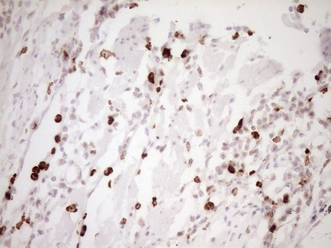 TFPI Antibody in Immunohistochemistry (Paraffin) (IHC (P))