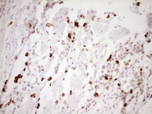 TFPI Antibody in Immunohistochemistry (Paraffin) (IHC (P))