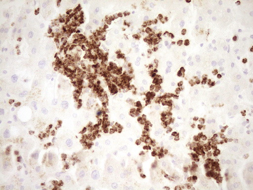 TFPI Antibody in Immunohistochemistry (Paraffin) (IHC (P))