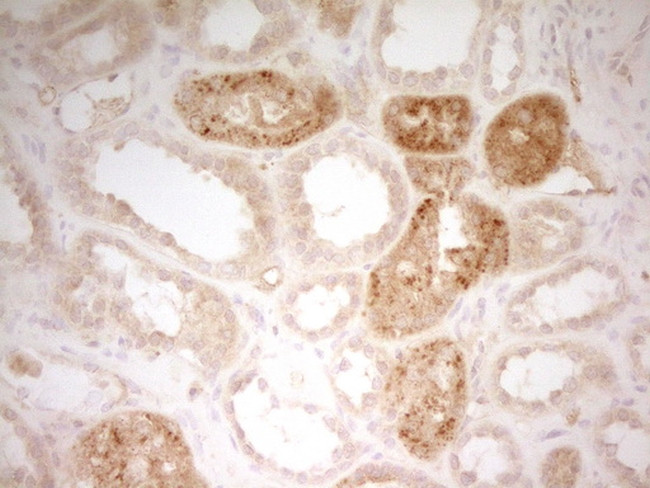 TFPI Antibody in Immunohistochemistry (Paraffin) (IHC (P))