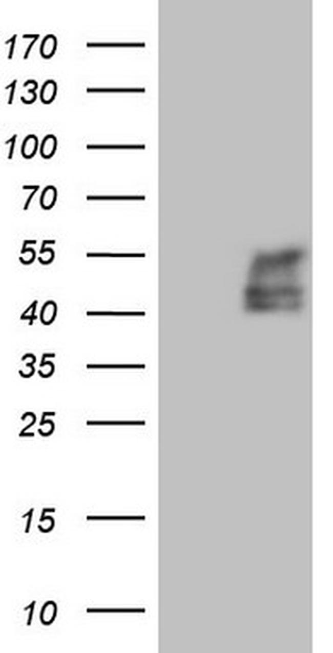 TFPI Antibody in Western Blot (WB)