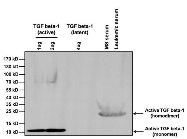 TGF beta-1 Antibody in Western Blot (WB)