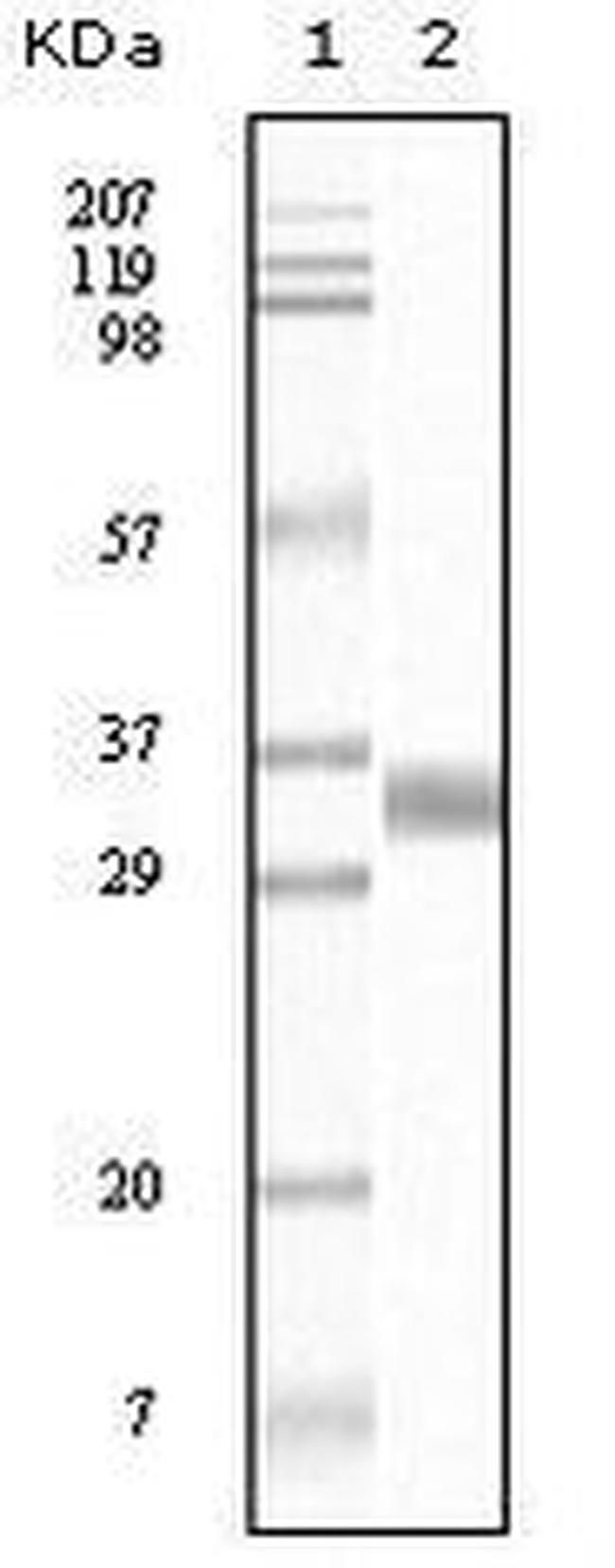 TGF beta-1 Antibody in Western Blot (WB)