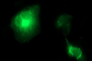 TGFB1 Antibody in Immunocytochemistry (ICC/IF)