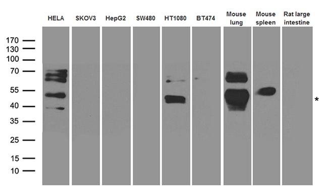 TGFB1I1 Antibody in Western Blot (WB)