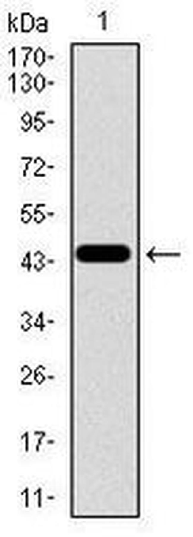 TGFBR3 Antibody in Western Blot (WB)