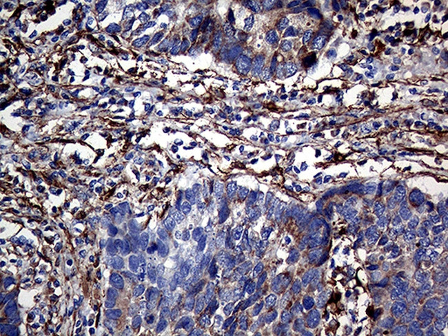 TGM2 Antibody in Immunohistochemistry (Paraffin) (IHC (P))