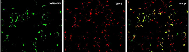 TGN46 Antibody in Immunocytochemistry (ICC/IF)