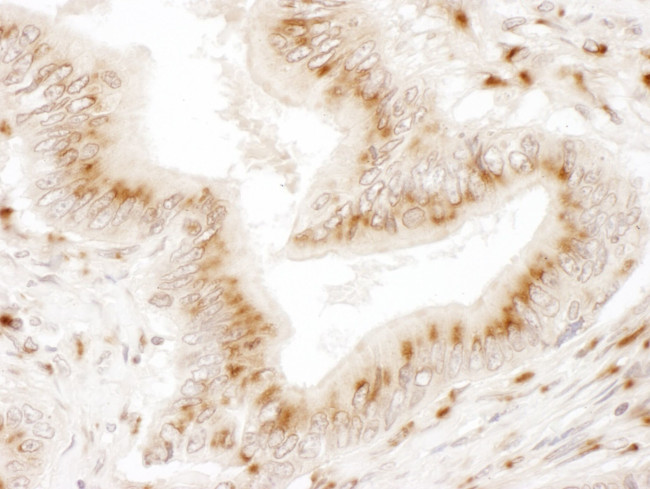 TGOLN2 Antibody in Immunohistochemistry (IHC)