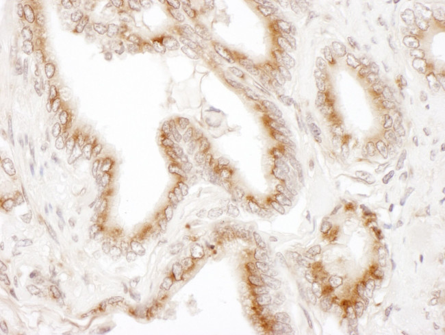 TGOLN2 Antibody in Immunohistochemistry (IHC)