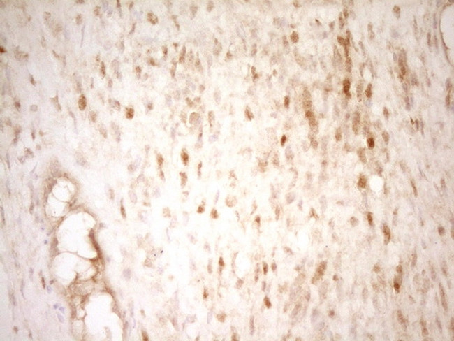 THRA Antibody in Immunohistochemistry (Paraffin) (IHC (P))