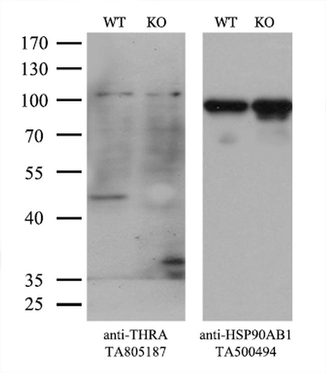 THRA Antibody in Western Blot (WB)