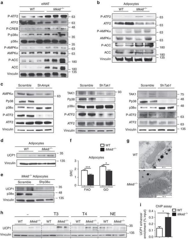 THRA/THRB Antibody in ChIP Assay (ChIP)