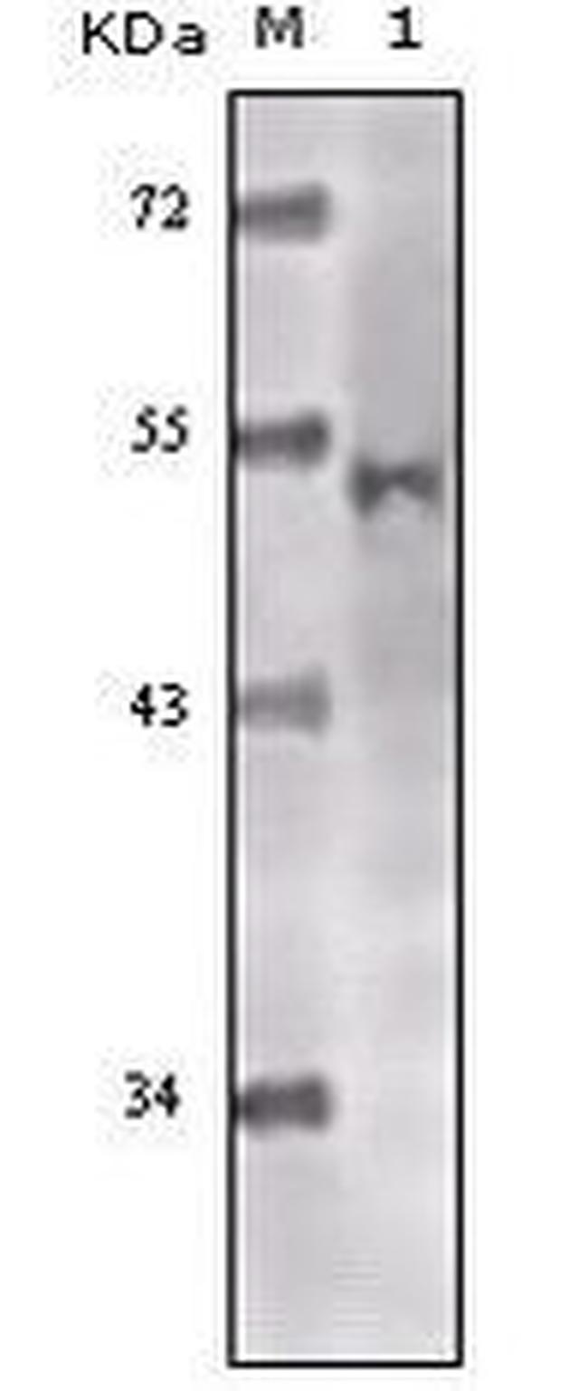 TIP60 Antibody in Western Blot (WB)