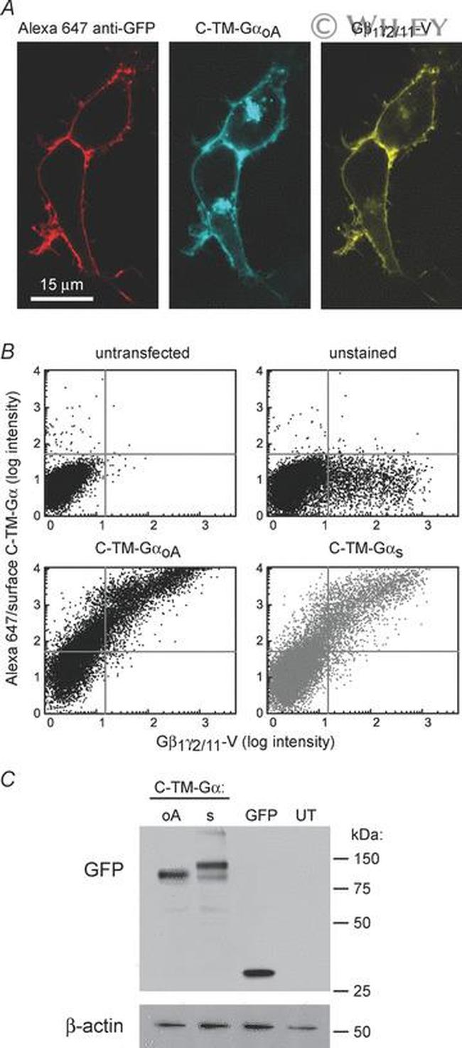 GFP Antibody in Western Blot (WB)