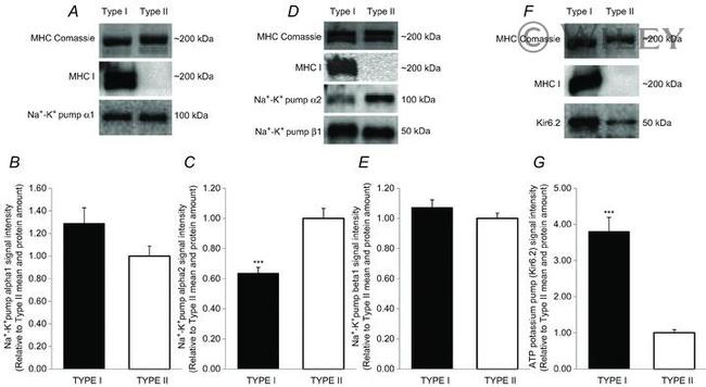 ATP1B1 Antibody in Western Blot (WB)