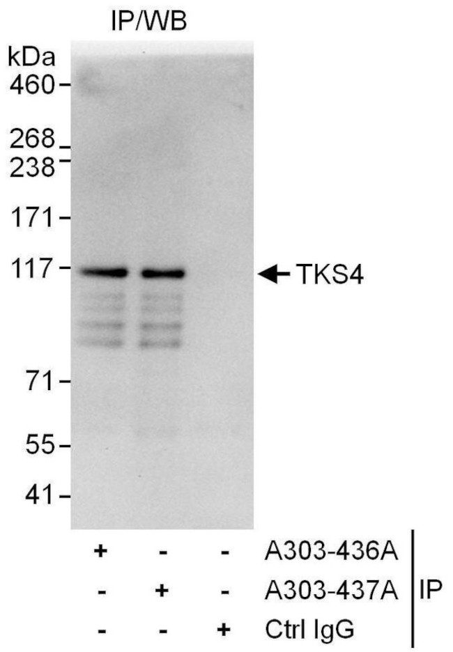 TKS4 Antibody in Immunoprecipitation (IP)