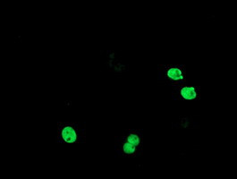 TLE1 Antibody in Immunocytochemistry (ICC/IF)