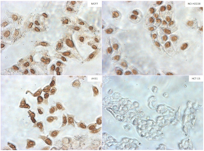 TLE1 Antibody in Immunocytochemistry (ICC/IF)