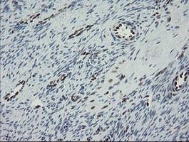 TLE1 Antibody in Immunohistochemistry (Paraffin) (IHC (P))