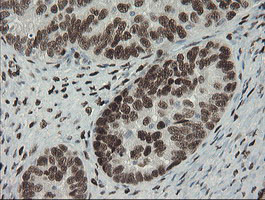 TLE1 Antibody in Immunohistochemistry (Paraffin) (IHC (P))