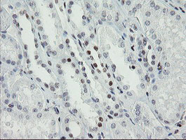 TLE1 Antibody in Immunohistochemistry (Paraffin) (IHC (P))