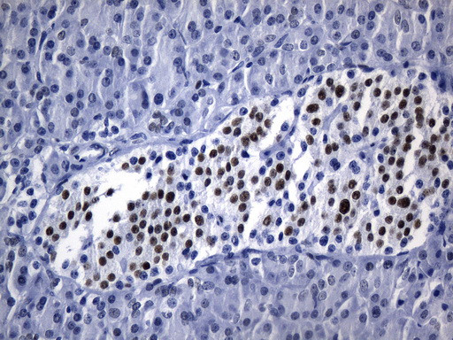 TLE1 Antibody in Immunohistochemistry (Paraffin) (IHC (P))