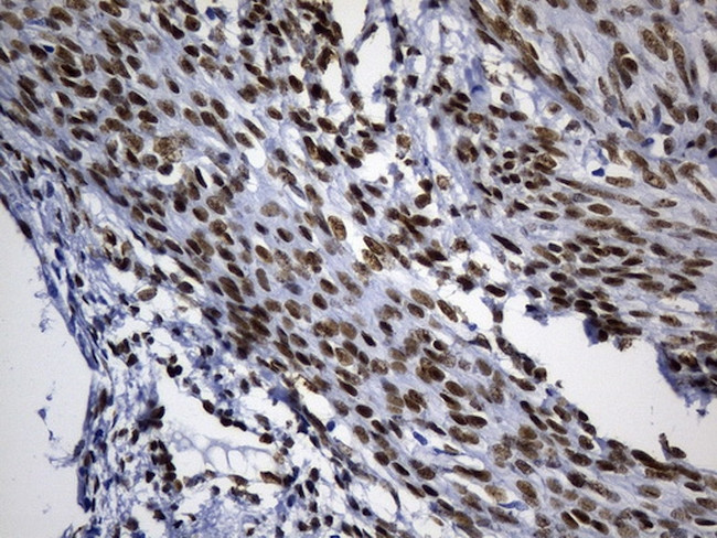 TLE1 Antibody in Immunohistochemistry (Paraffin) (IHC (P))