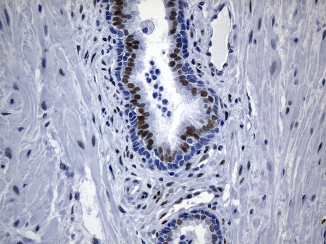 TLE1 Antibody in Immunohistochemistry (Paraffin) (IHC (P))