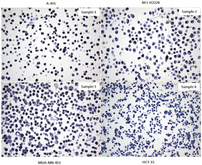 TLE1 Antibody in Immunocytochemistry (ICC/IF)