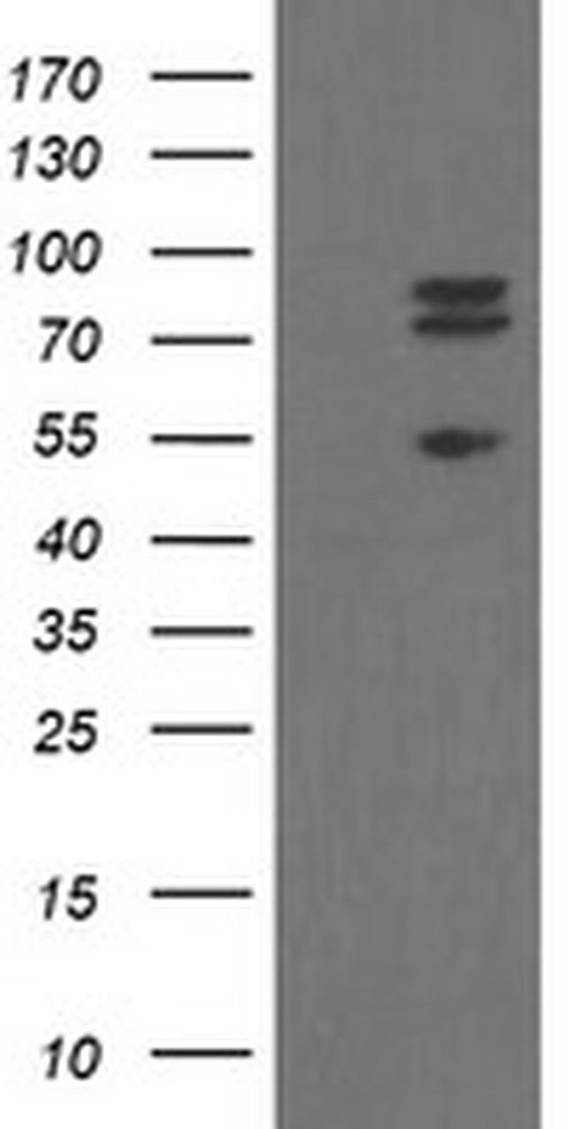 TLE1 Antibody in Western Blot (WB)