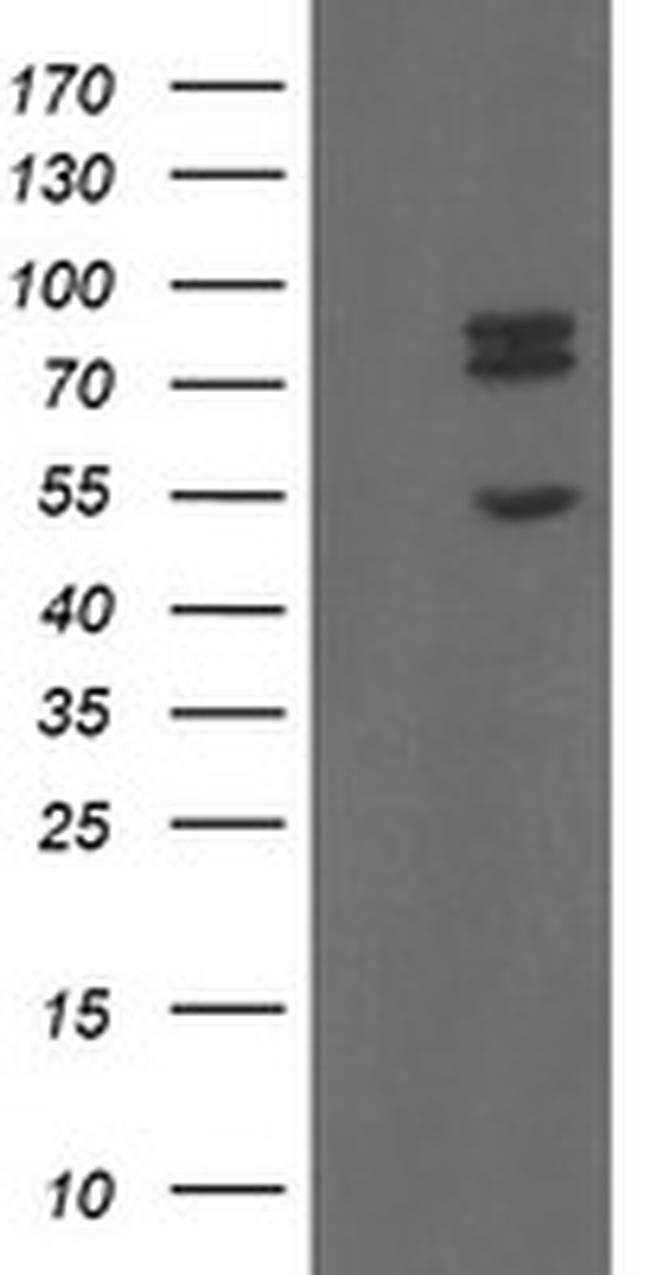 TLE1 Antibody in Western Blot (WB)