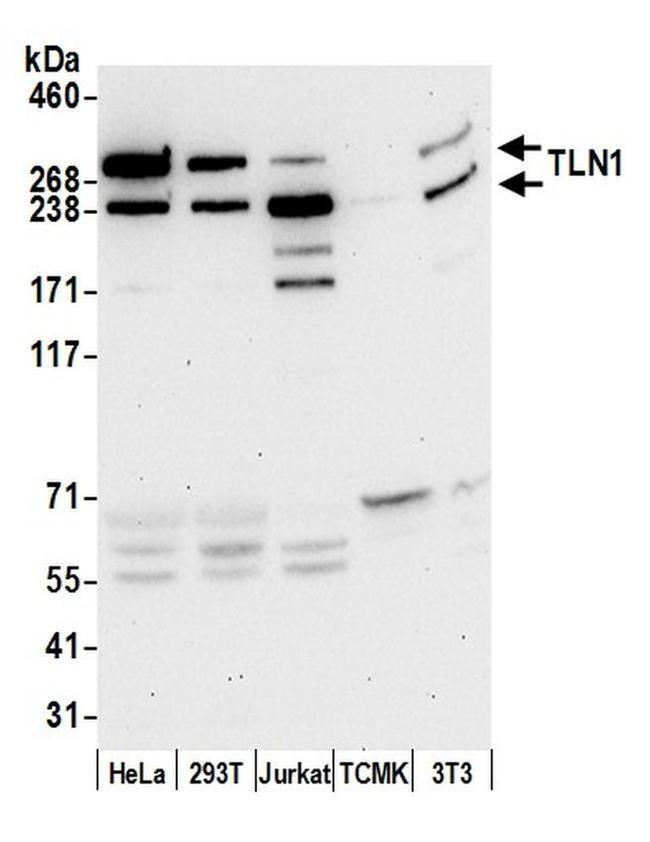 TLN1/Talin-1 Antibody in Western Blot (WB)