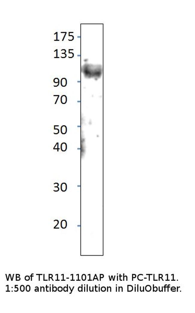 TLR11 Antibody in Western Blot (WB)