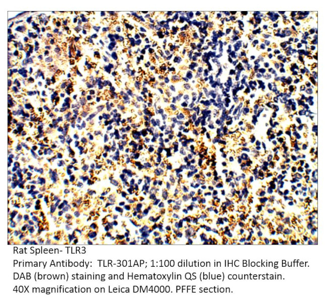 TLR3 Antibody in Immunohistochemistry (IHC)