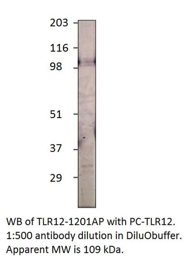 TLR12 Antibody in Western Blot (WB)