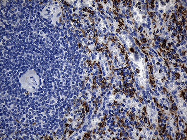 TLR8 Antibody in Immunohistochemistry (Paraffin) (IHC (P))