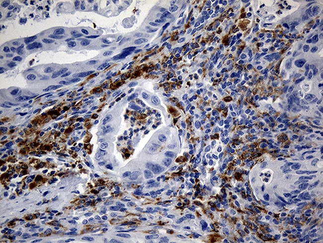 TLR8 Antibody in Immunohistochemistry (Paraffin) (IHC (P))