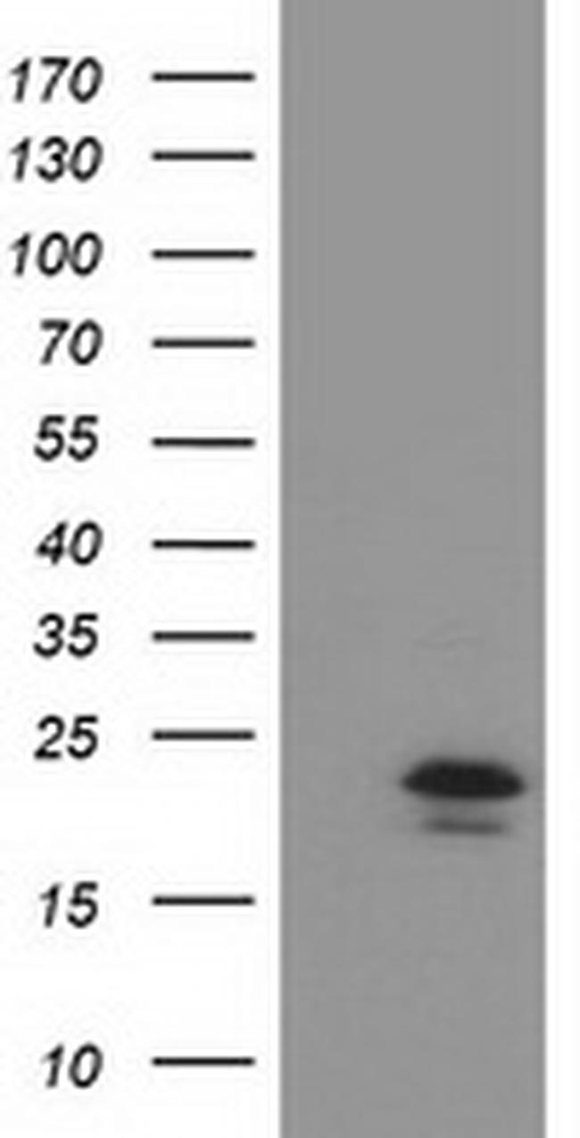 TMED1 Antibody in Western Blot (WB)