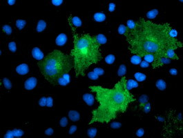 TMEFF2 Antibody in Immunocytochemistry (ICC/IF)